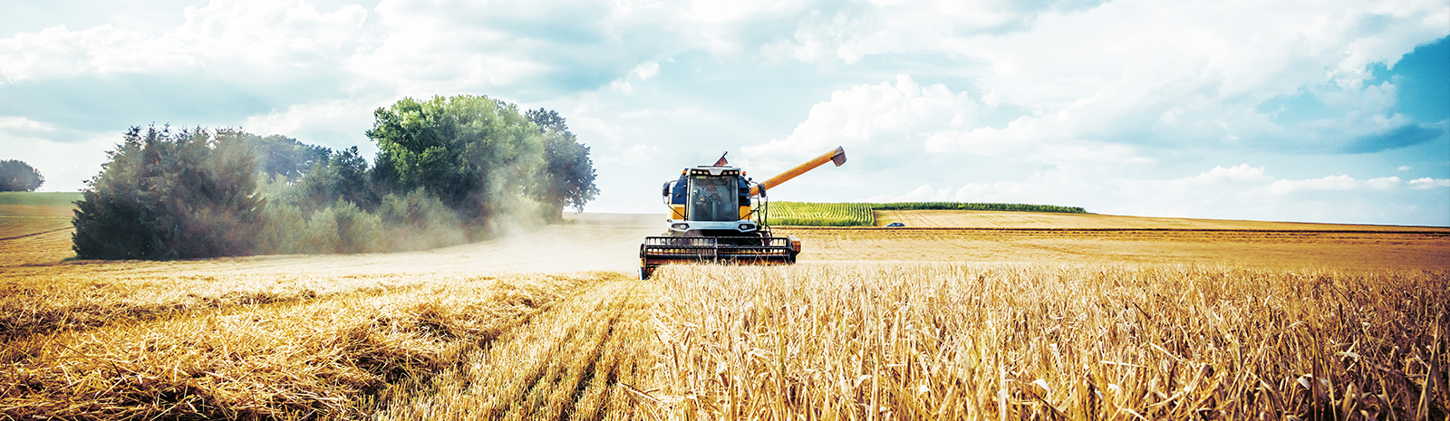farmer harvesting crop