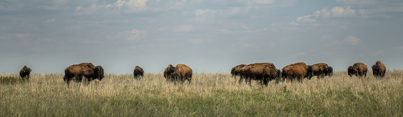 bison in feild