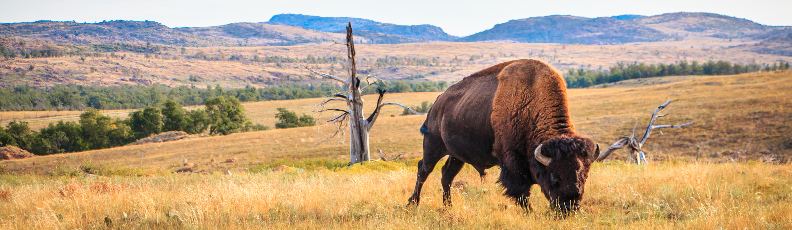 buffalo in field